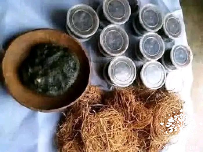 Savon Racine Sacrée