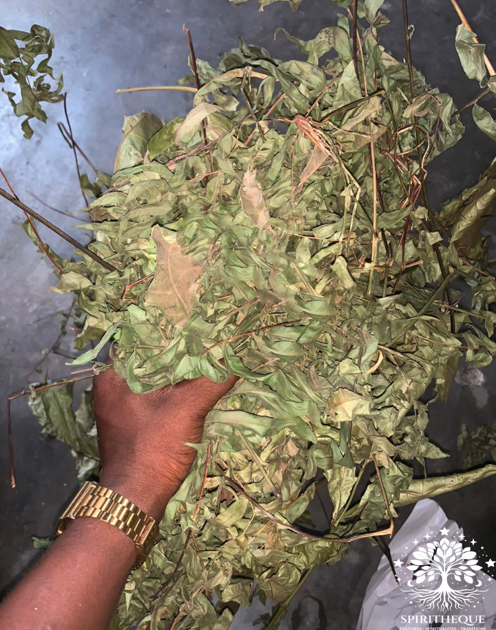 Feuilles de fougère